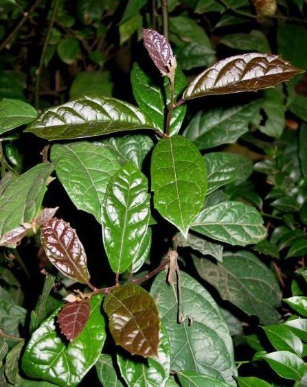 Cây xạ đen