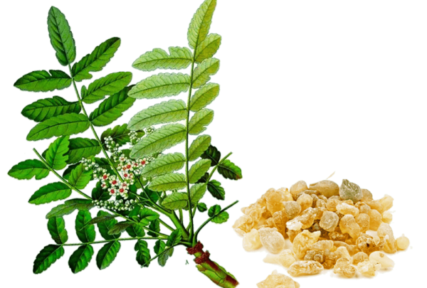 nhũ hương