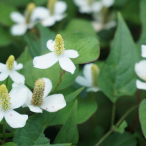 Rau diếp cá là một cây thuốc nam chữa suy giãn tĩnh mạch thông dụng