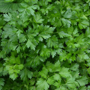 Rau ngò tây có hiệu quả trong việc hỗ trợ điều trị chứng giãn tĩnh mạch