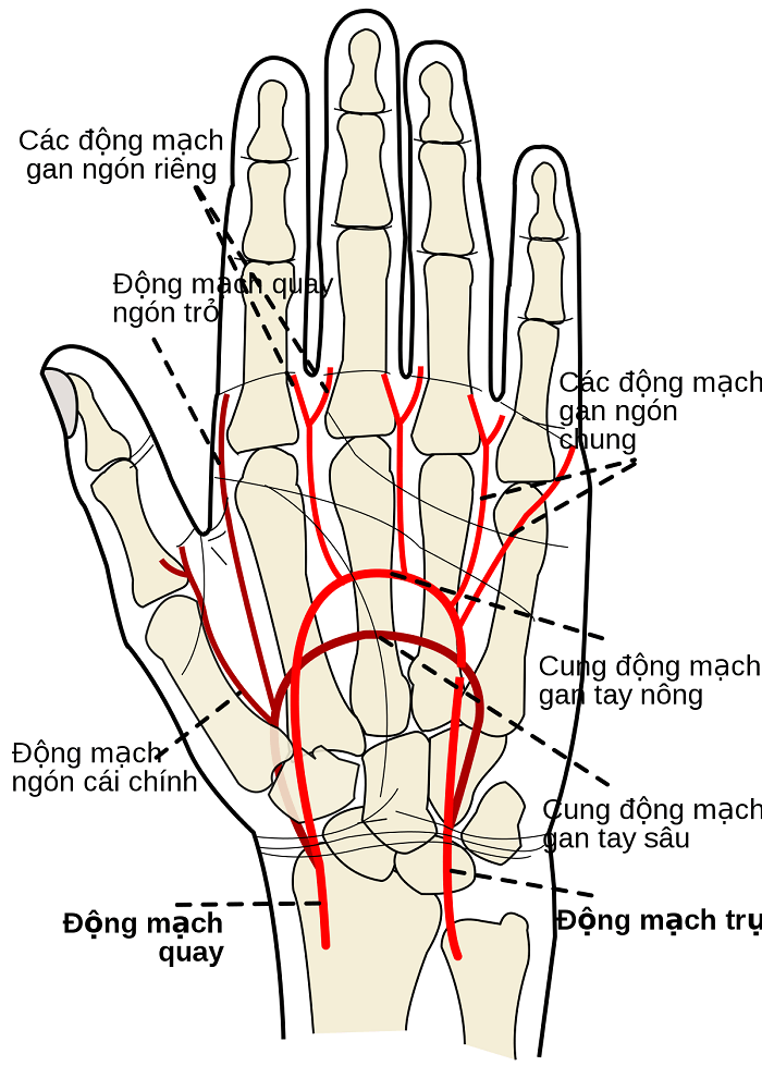 Cấu trúc các động mạch chính ở tay 