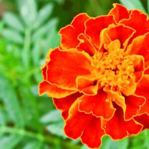 Cúc vạn thọ - tiên dược dành cho bệnh nhân giãn tĩnh mạch chân