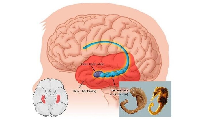 Hồi hải mã là vùng não quan trọng giúp hình thành trí nhớ dài hạn