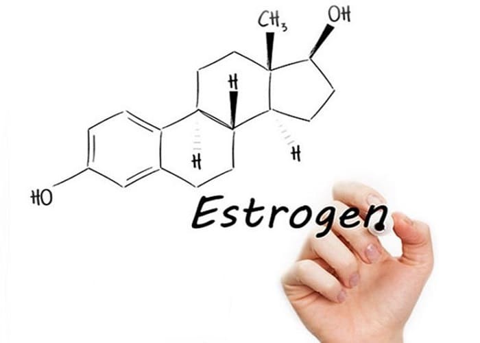 Hormone estrogen đóng vai trò quan trọng trong các hoạt động của cơ thể