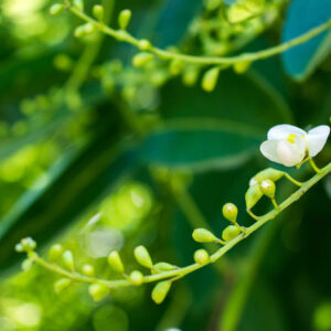 Nụ hoa hòe chứa nhiều Rutin giúp làm bền thành mạch