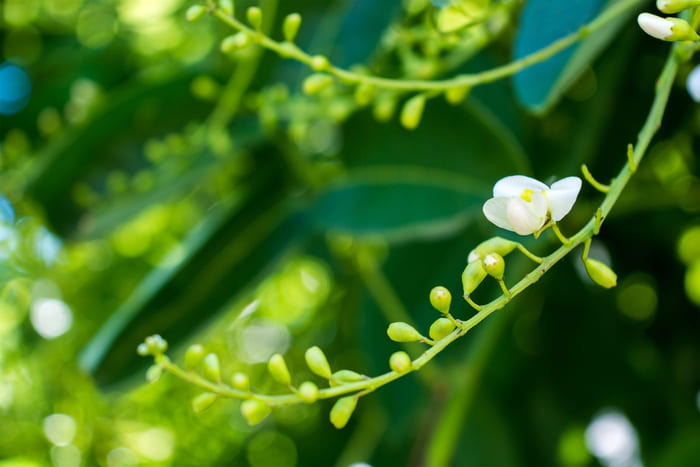 Nụ hoa hòe chứa nhiều Rutin giúp làm bền thành mạch