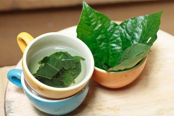 Chữa bệnh Gout bằng lá lốt là phương pháp điều trị được đánh giá cao cho người bệnh