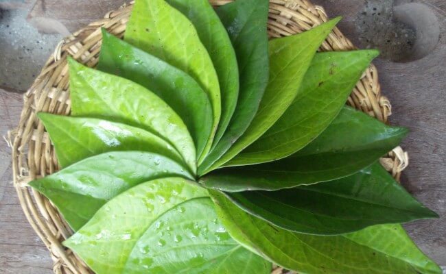 Lá trầu là bài thuốc quý được sử dụng nhiều trong dân gian