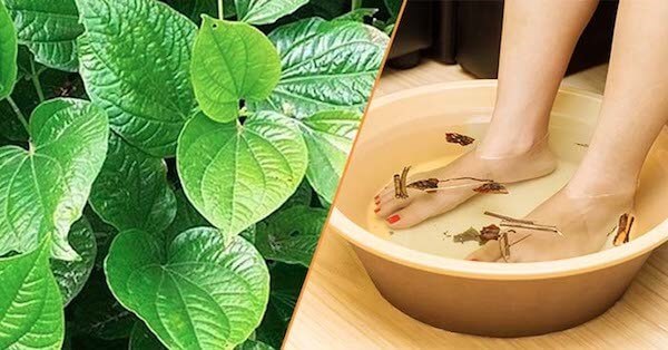 Ngâm chân bằng lá lốt giúp giảm đau hiệu quả