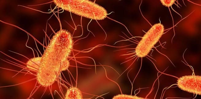 E.coli là tác nhân phổ biến gây ra nhiễm trùng đường tiểu