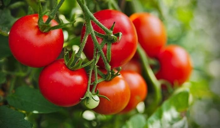 Cà chua có thể làm giảm sự tiến triển của bệnh u xơ tuyến tiền liệt