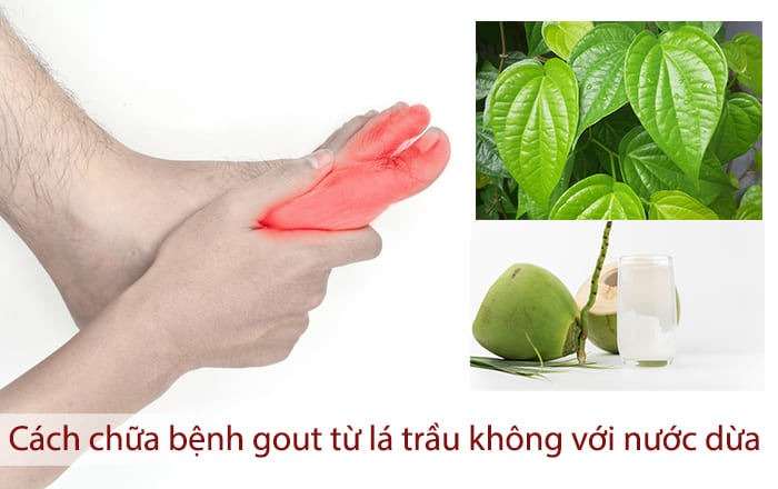 Cách chữa bệnh gout bằng lá trầu không với nước dừa