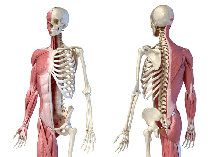 Hệ cơ xương khớp