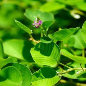 Sử dụng kim tiền thảo trị sỏi thận, sỏi bàng quang như thế nào